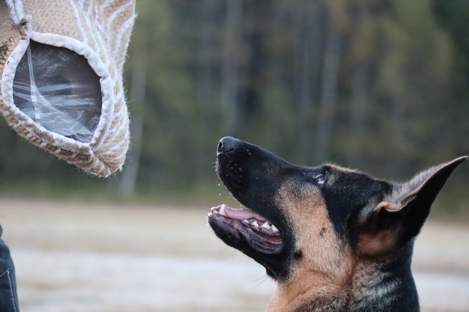 横浜安達ドッグスクール メインビジュアル