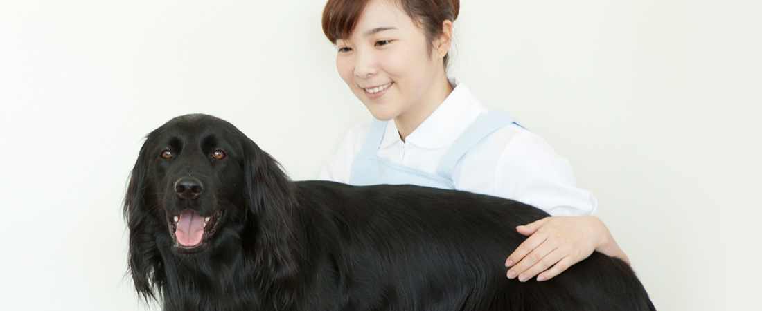 ドッグホテルについて