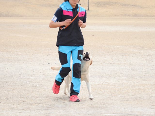 家庭犬お預かり訓練3