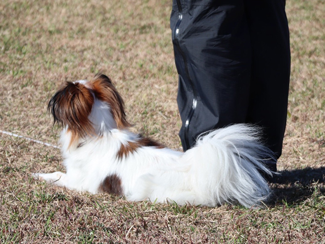 家庭犬お預かり訓練2