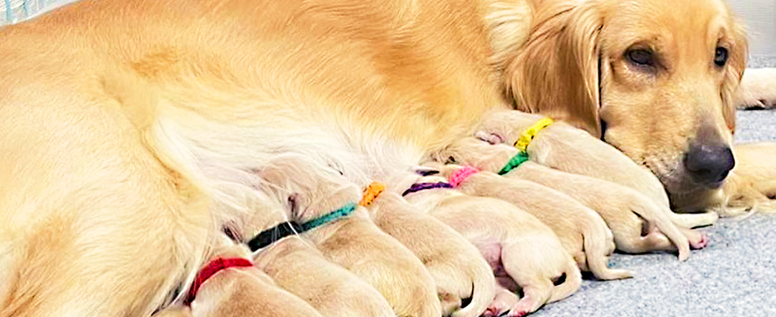 子犬情報・訓練済犬販売