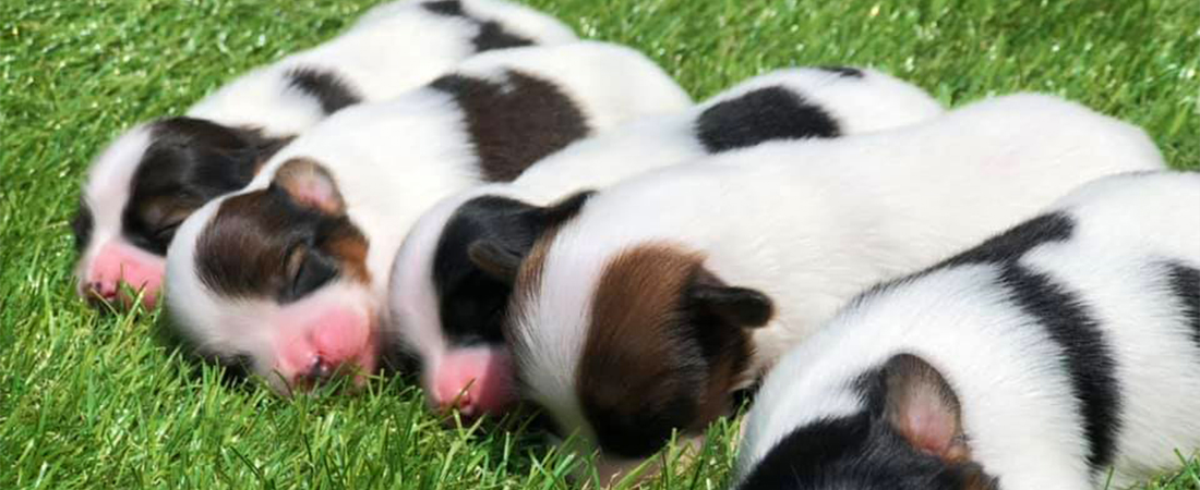 パピー教室について