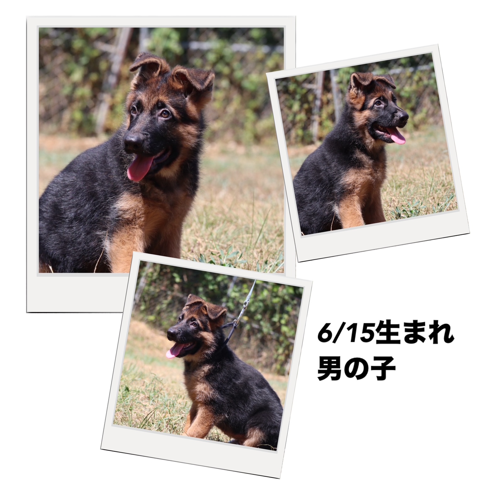 rリン子犬灰色