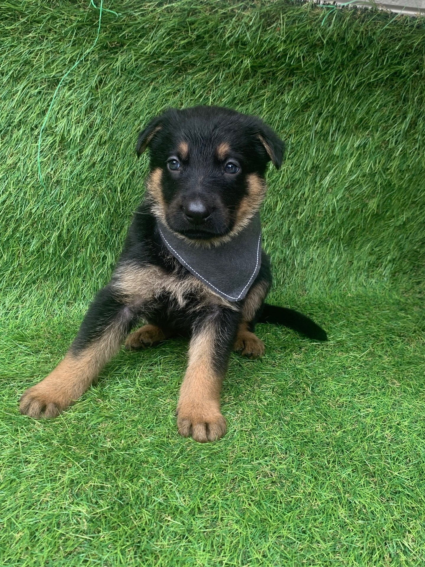 シェパードの子犬生まれております