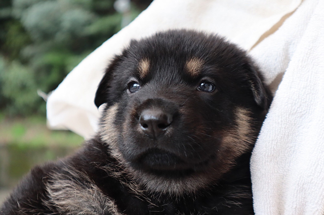 シェパードの子犬生まれております