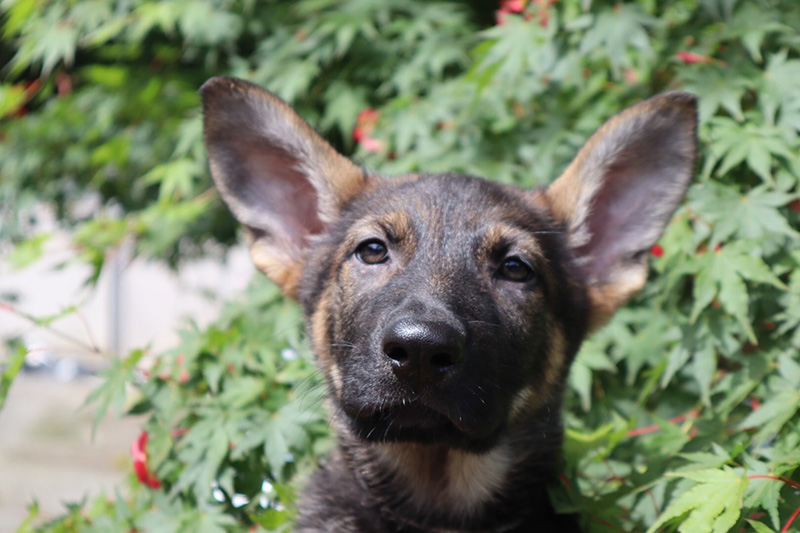 パピヨンの子犬生まれております